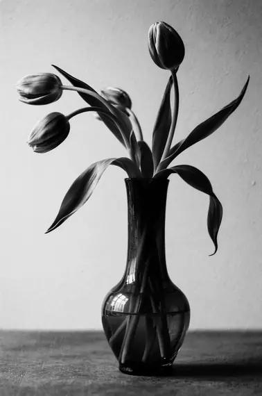 Black and white tulips in a glass vase